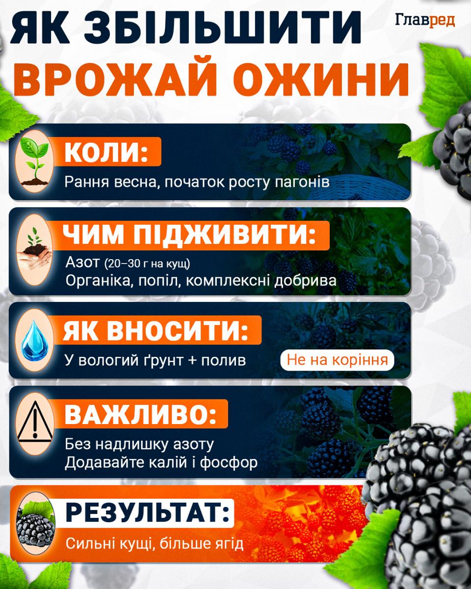 Як збільшити врожай ожини