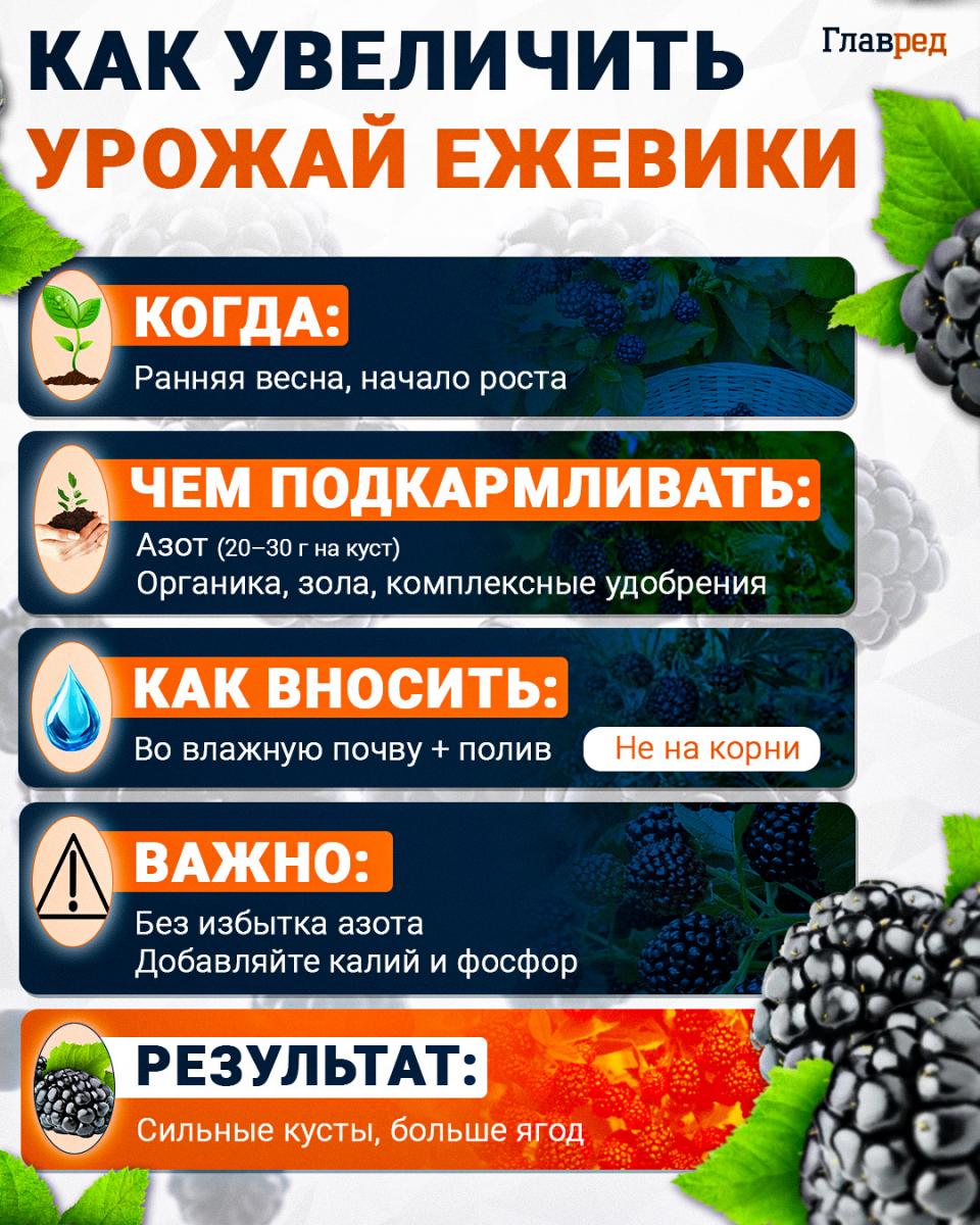 Как увеличить урожай ежевики