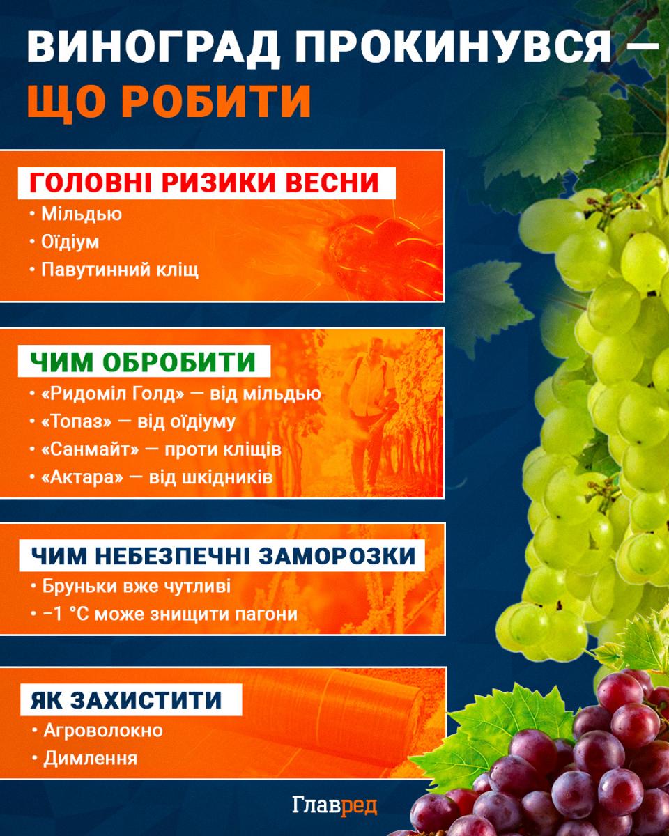 Виноград, захист винограду навесні