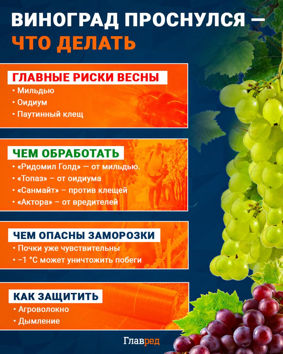 Виноград, защита винограда весной