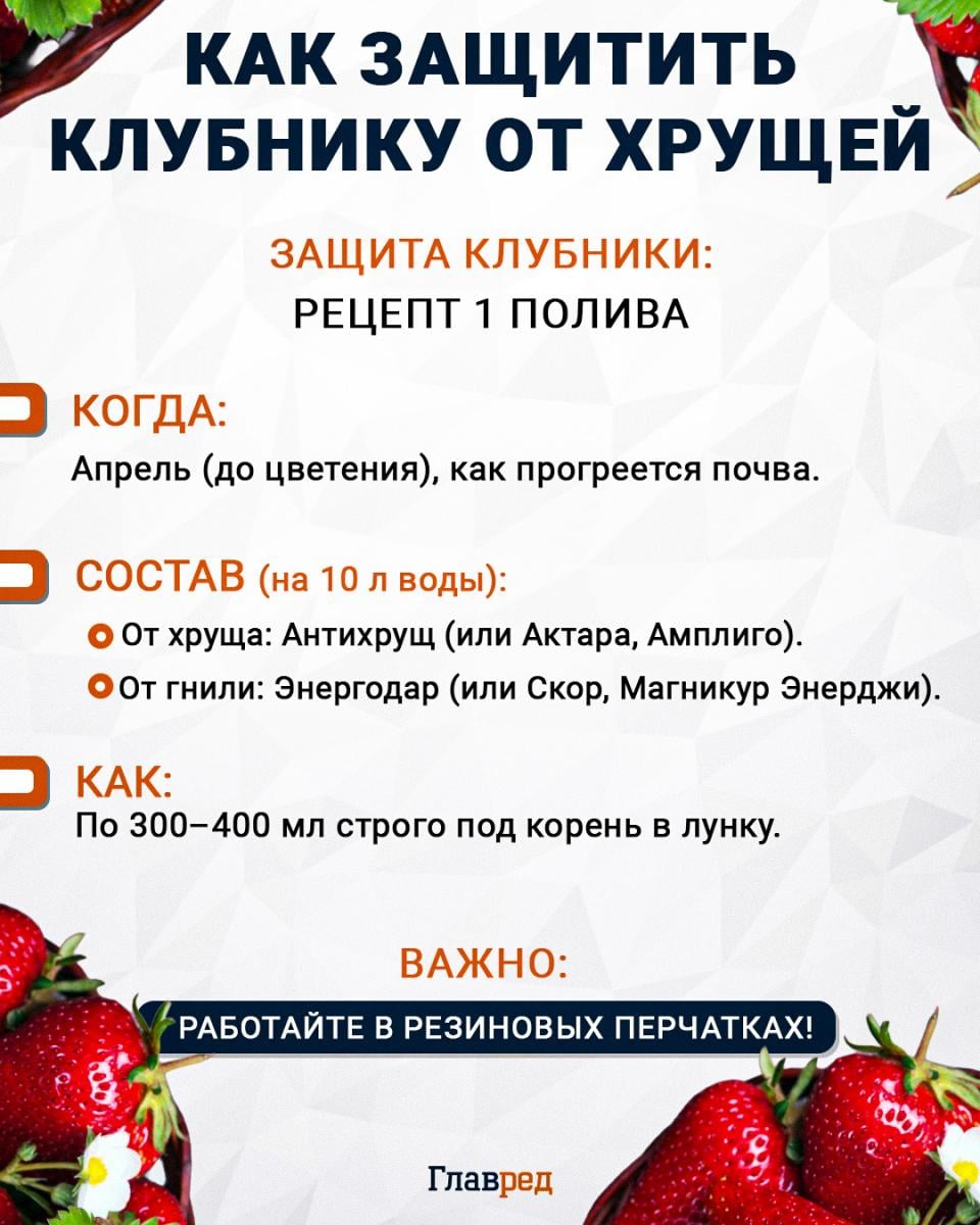 Как защитить клубнику от хрущей