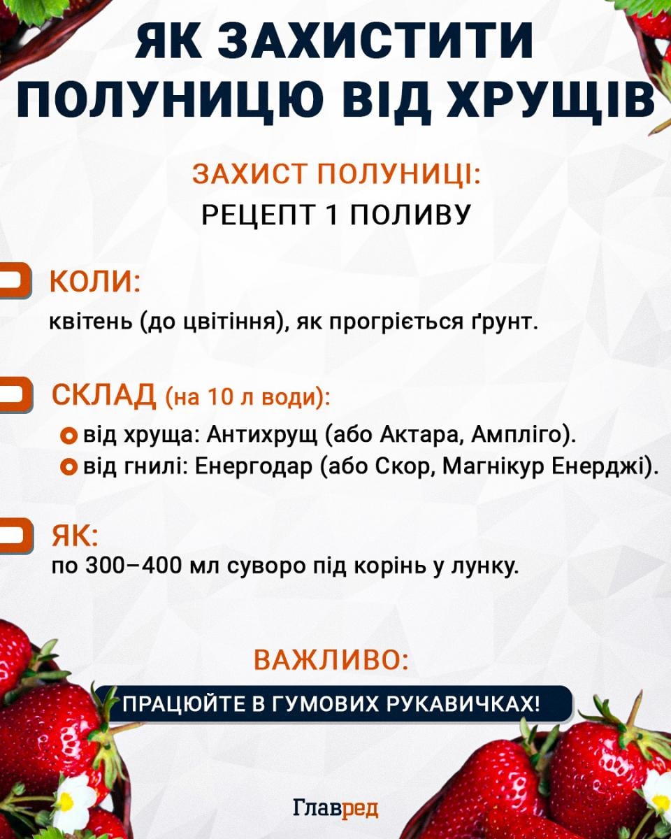 Як захистити полуницю від хрущів