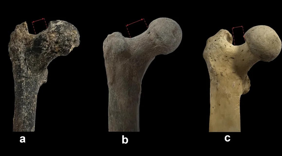 Вчені виявили в Болгарії скам’янілу стегнову кістку віком 7,2 мільйона років Вчені виявили в Болгарії скам’янілу стегнову кістку віком 7,2 мільйона років