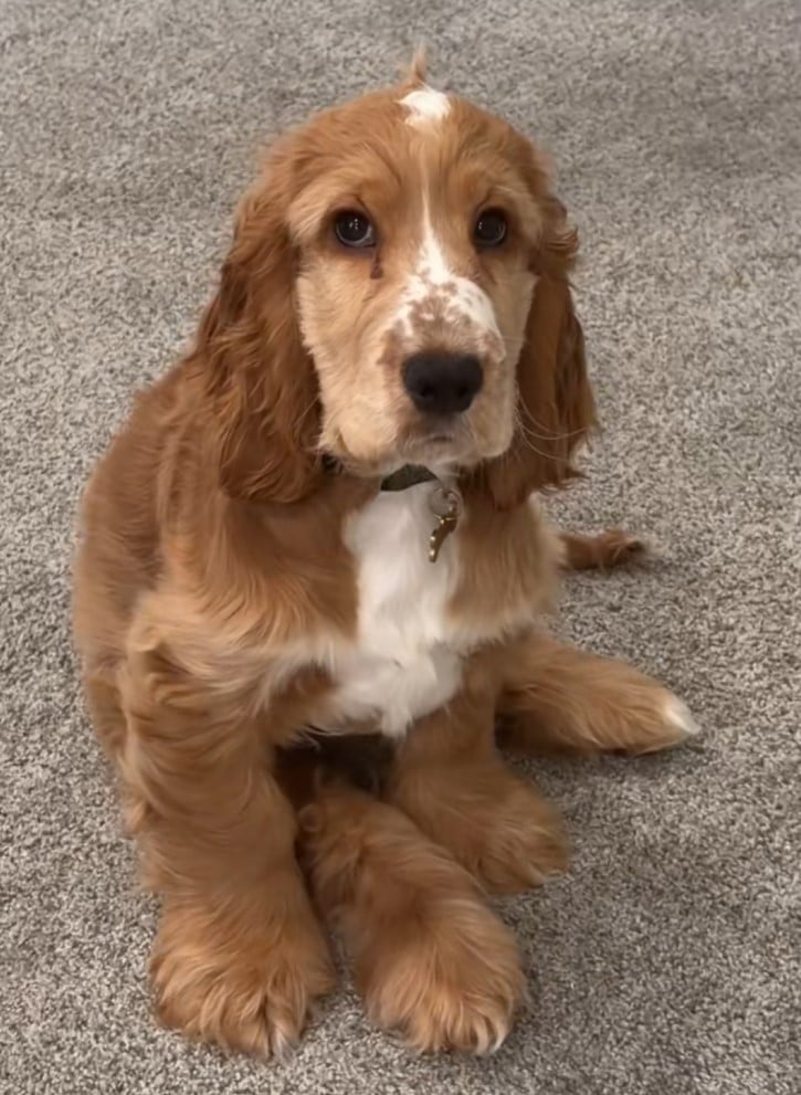 Незважаючи на незвичайний зовнішній вигляд, господиня наголошує, що не хвилюється за свого улюбленця