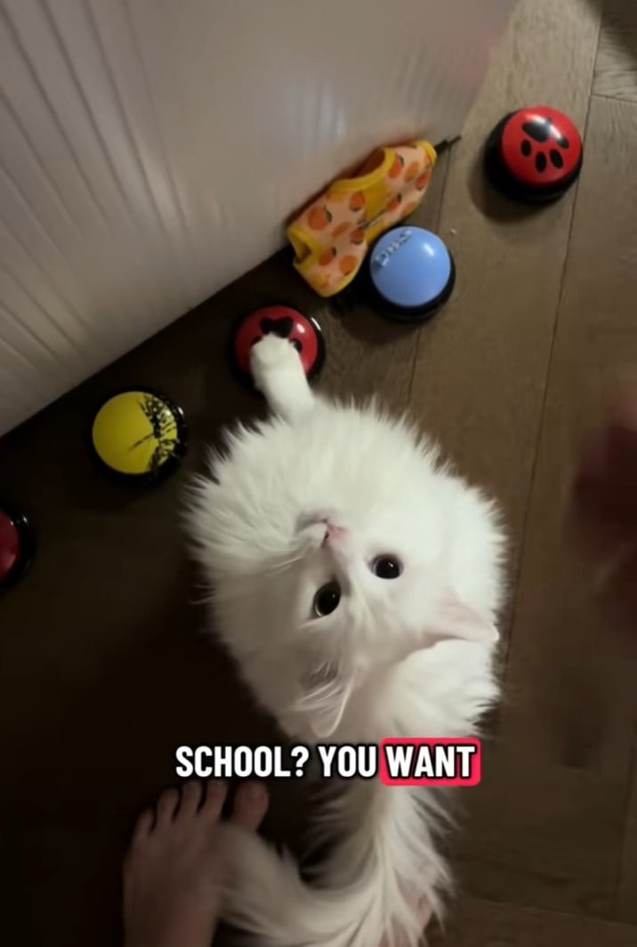 Хозяйка кота рассказала, что обучение заняло несколько недель Хозяйка кота рассказала, что обучение заняло несколько недель