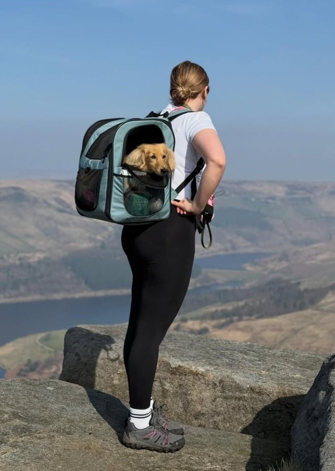 Пес стал главным кормильцем в семье Пес стал главным кормильцем в семье