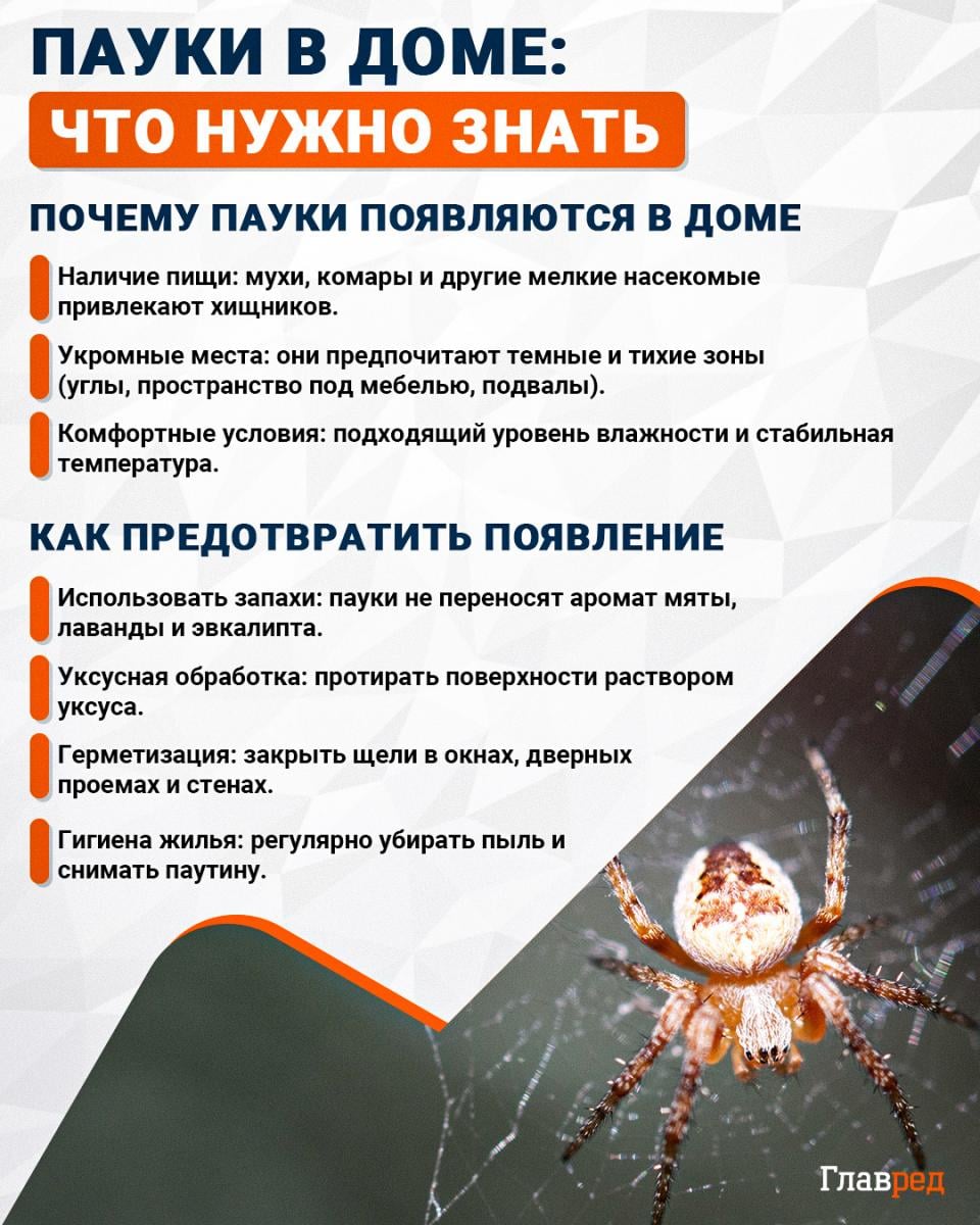 Пауки в доме