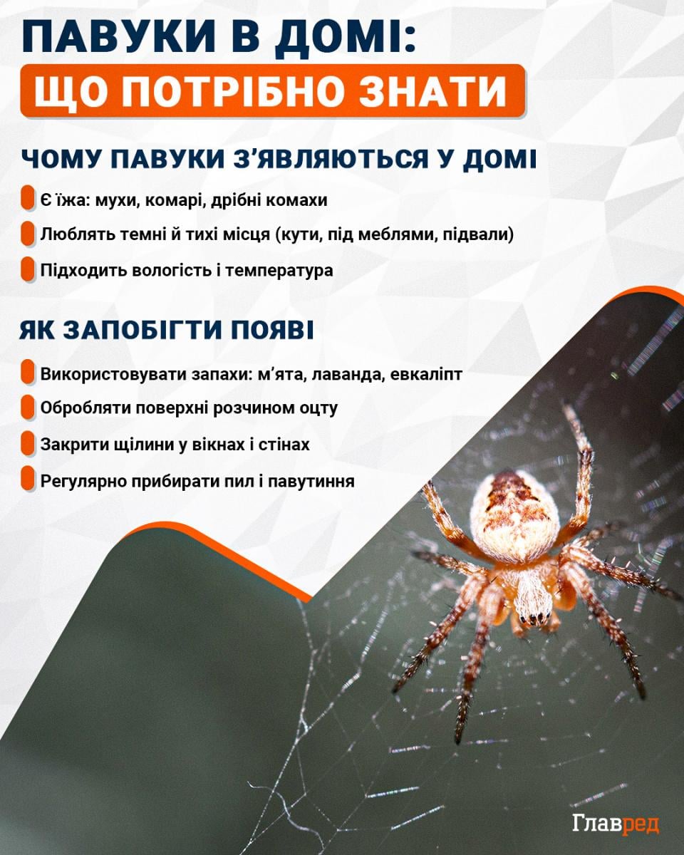 Павуки в домі