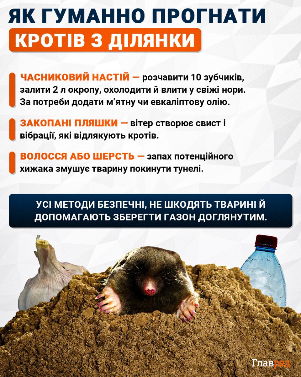 Як гуманно прогнати кротів з ділянки