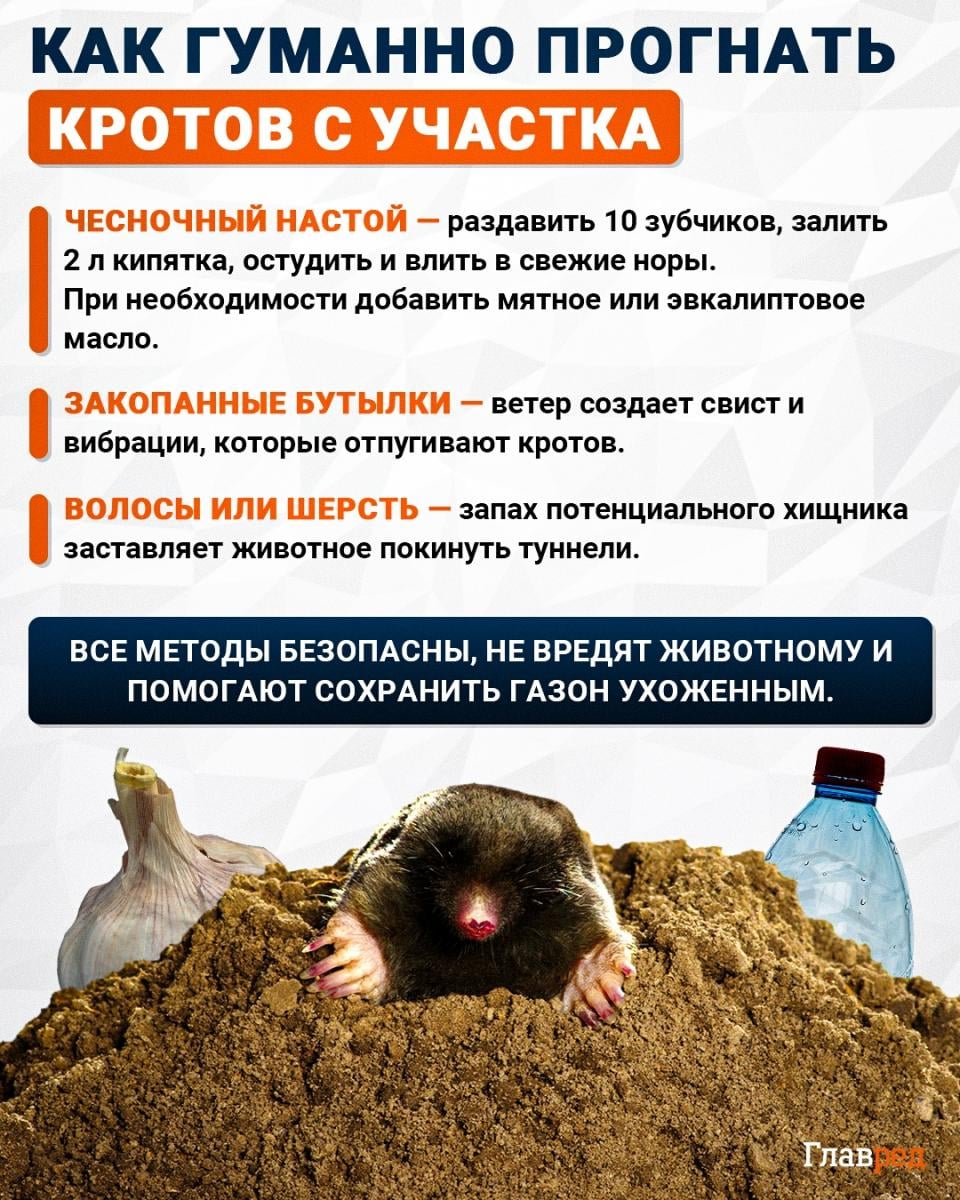 Как гуманно прогнать кротов с участка