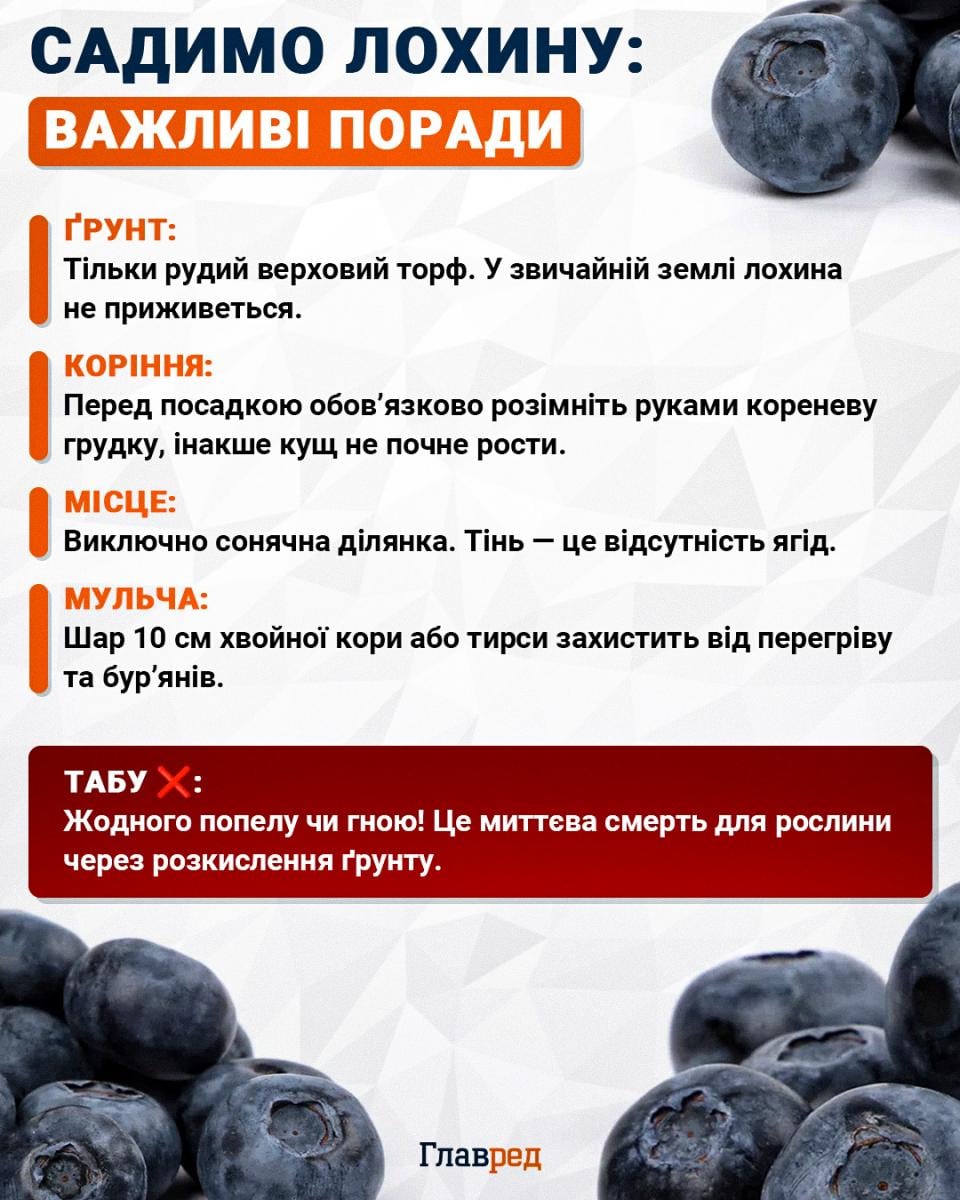 Садимо лохину: важливі поради