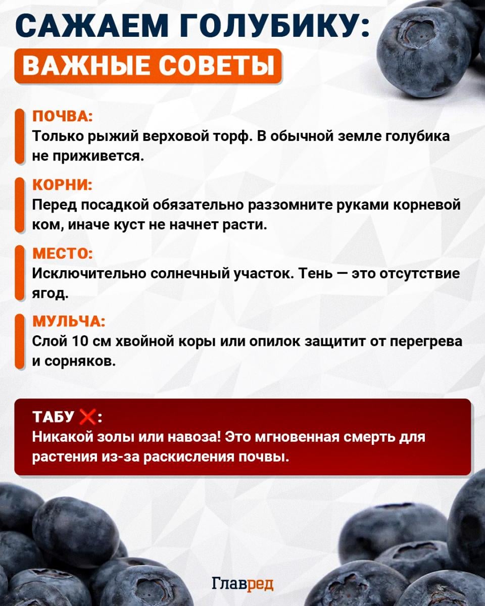 Сажаем голубику: важные советы Сажаем голубику: важные советы
