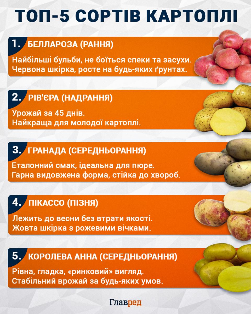 ТОП-5 сортів картоплі