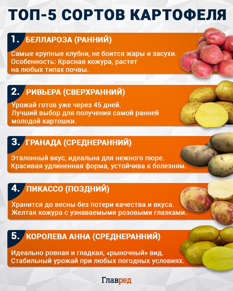 ТОП-5 сортов картофеля
