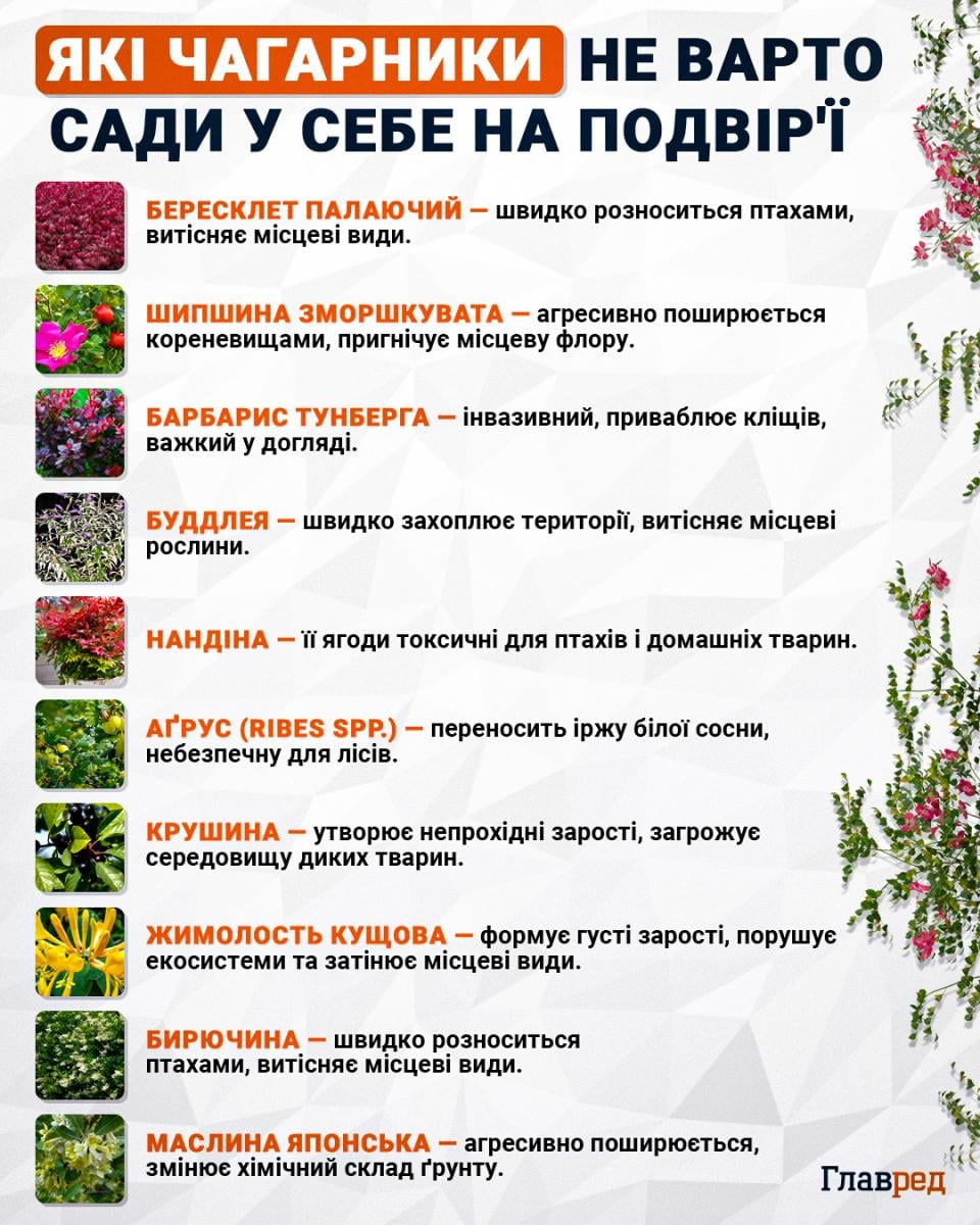Які чагарники не варто сади у себе на подвір'ї