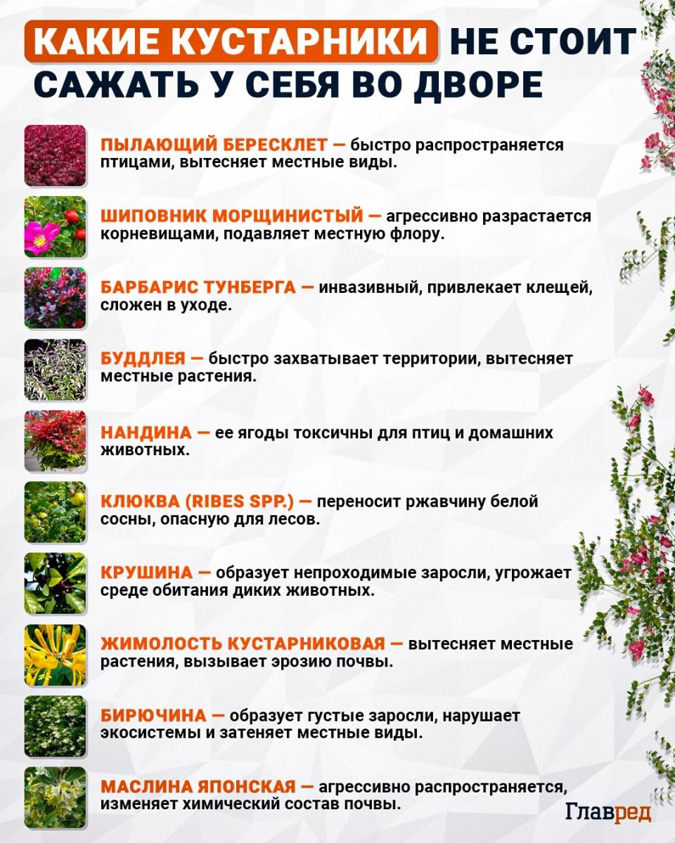 Какие кустарники не стоит сажать у себя во дворе