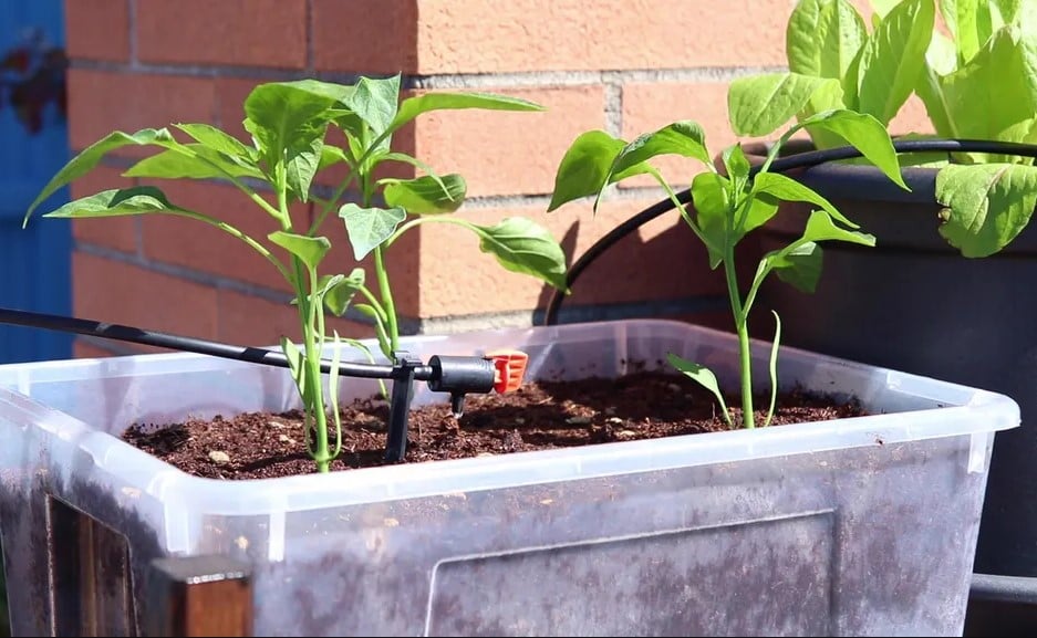 Крапельне зрошення підходить для грядок, теплиць і клумб