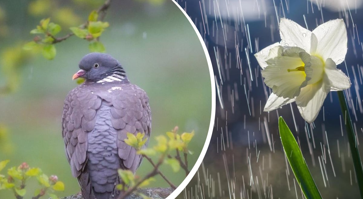 На Житомирщині задощить та посилиться вітер: коли погода різко погіршиться На Житомирщині задощить та посилиться вітер: коли погода різко погіршиться