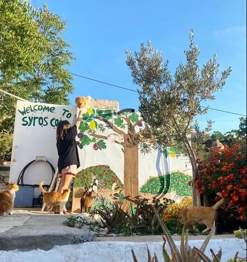 Учасникам необхідно щодня приділяти близько п’яти годин догляду за безпритульними кішками Учасникам необхідно щодня приділяти близько п’яти годин догляду за безпритульними кішками