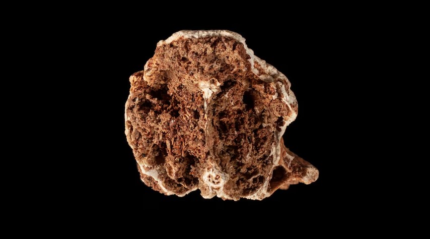 Черепна скам’янілість Megalibgwilia owenii, знайдена в печері Фоул-Ейр.