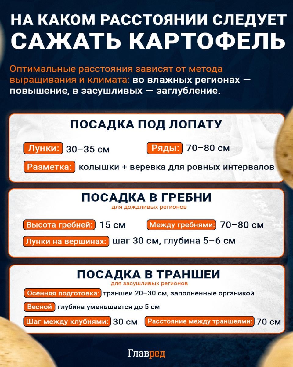 На каком расстоянии следует сажать картофель