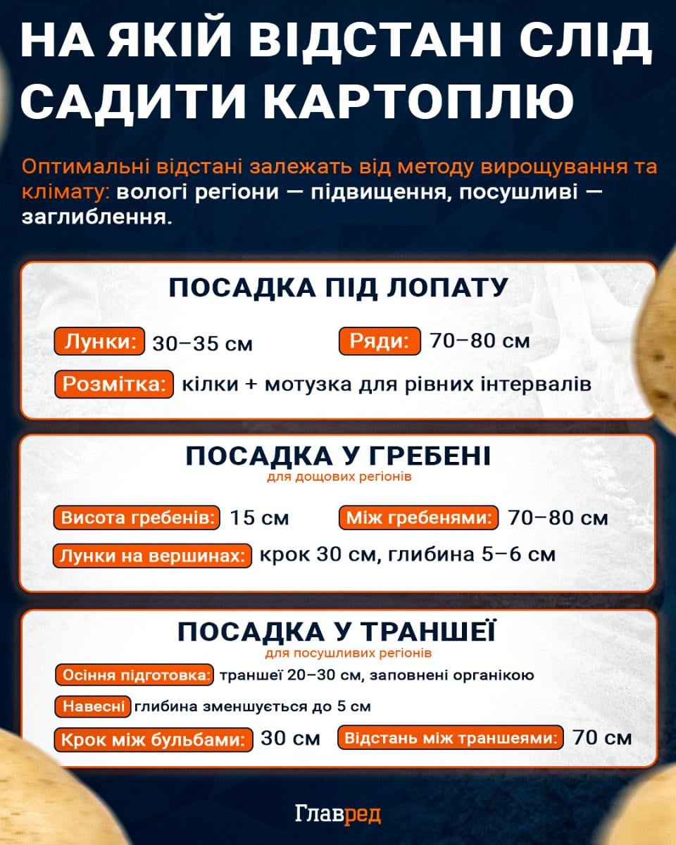 На якій відстані слід садити картоплю