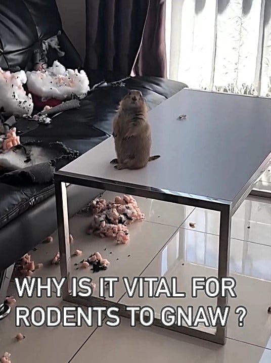 На знімках видно лугового собачку На знімках видно лугового собачку