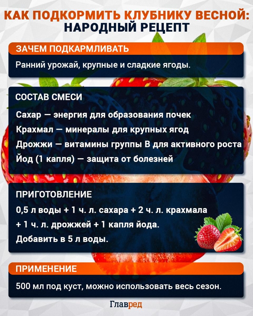 Как подкормить клубнику весной: народный рецепт