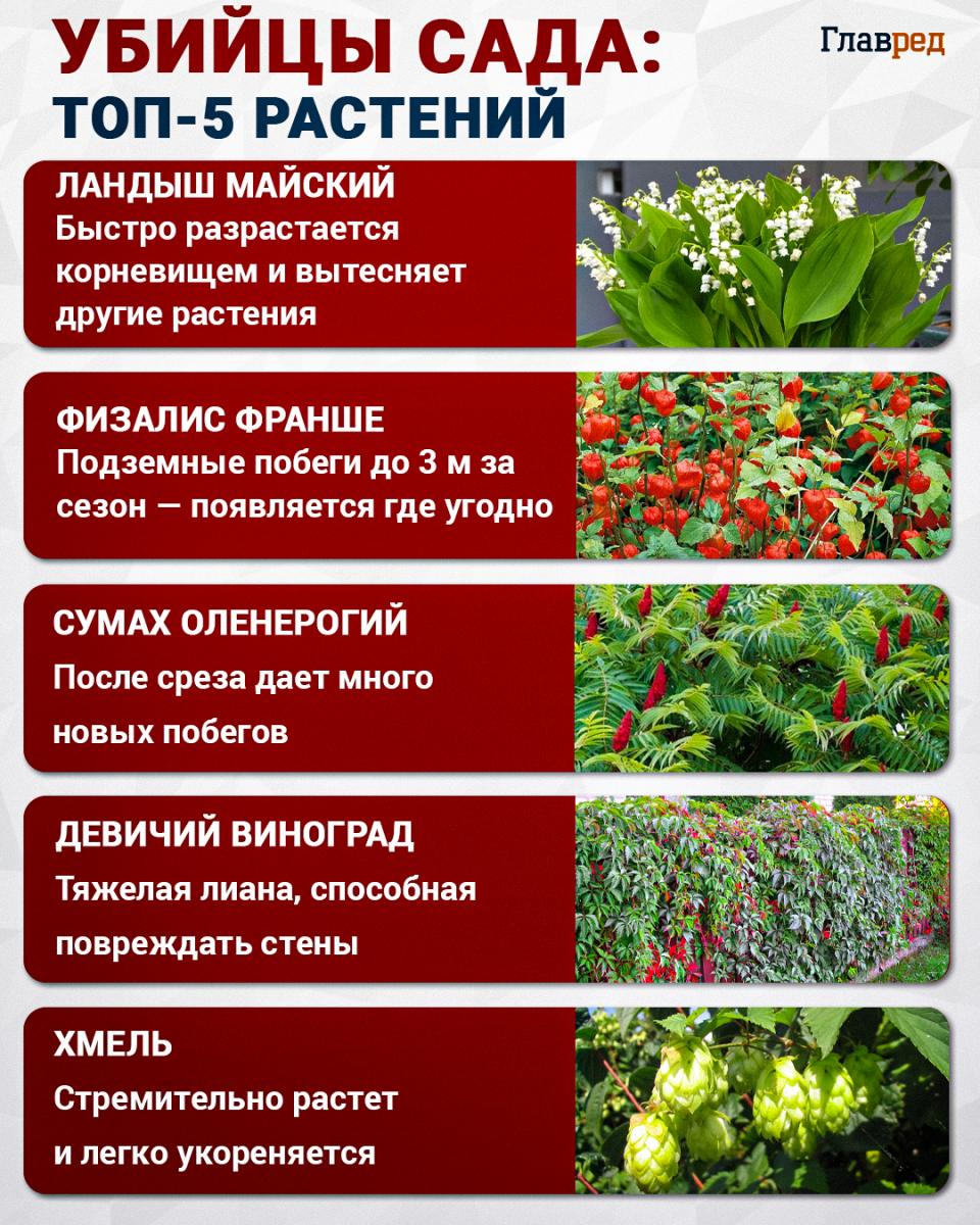 Топ-5 растений- убийц сада