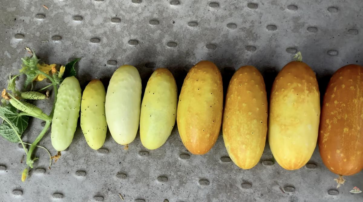 Білі огірки