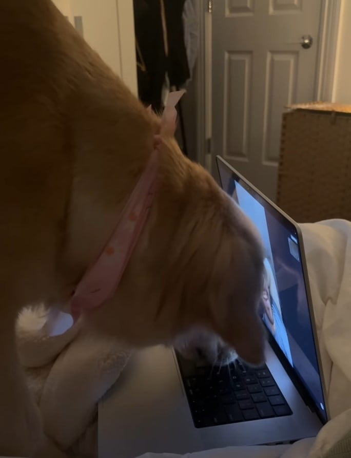 Собака намагалася знайти господаря за екраном ноутбука