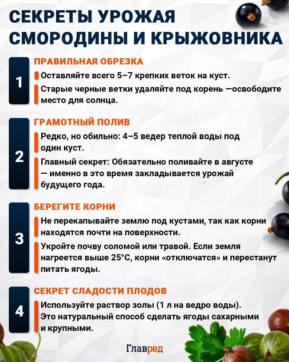 Секреты урожая смородины и крыжовника