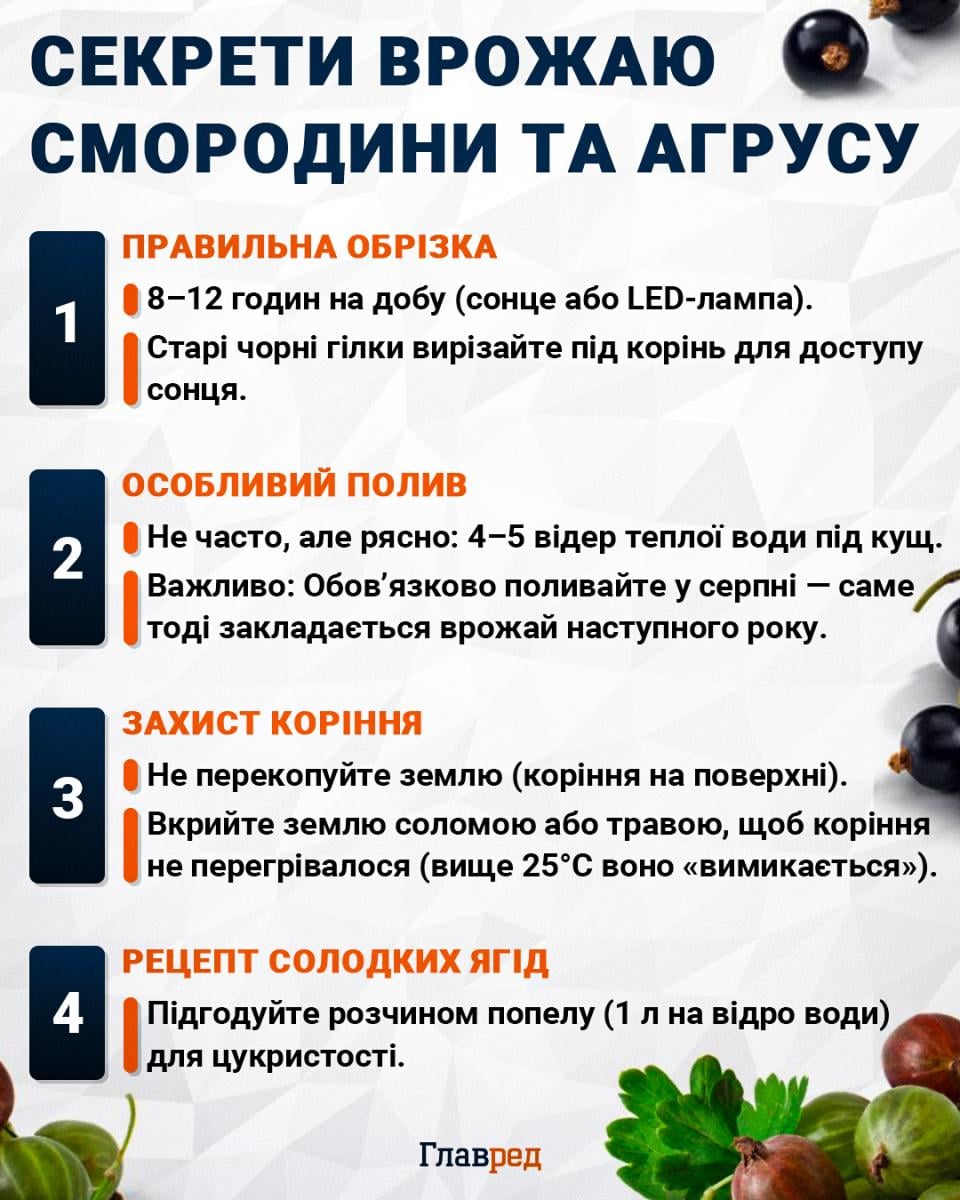 Секрети врожаю смородини та агрусу