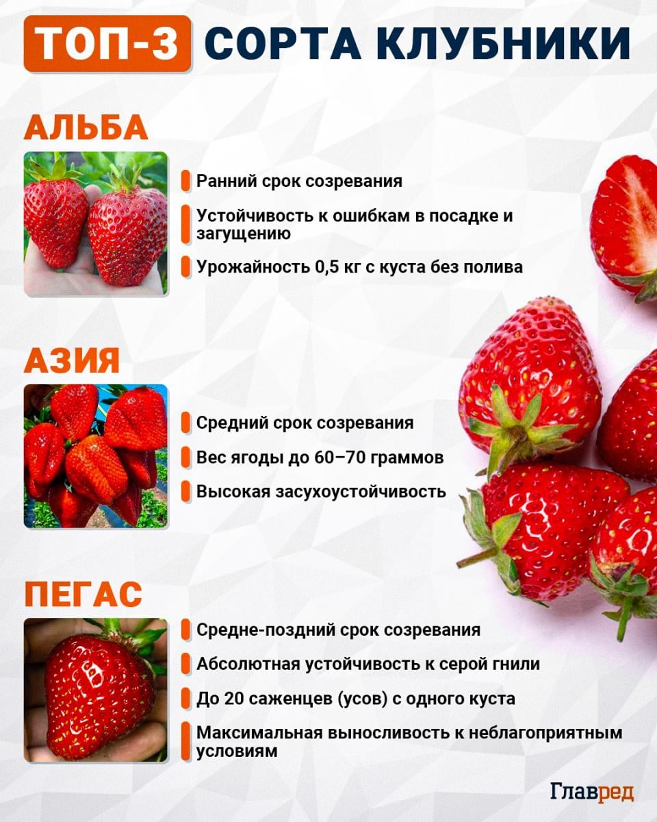 Топ-3 сорта клубники