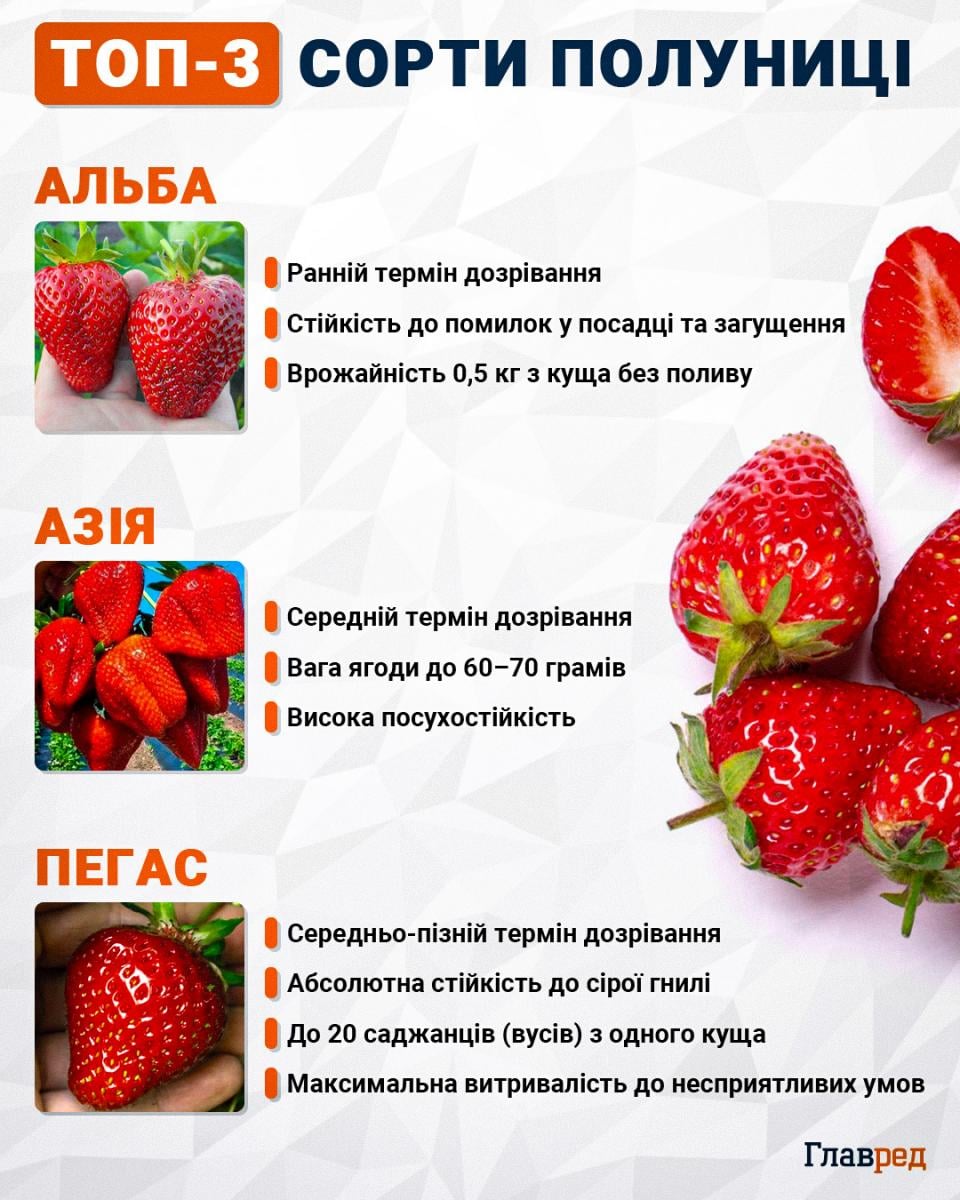 Топ-3 сорти полуниці