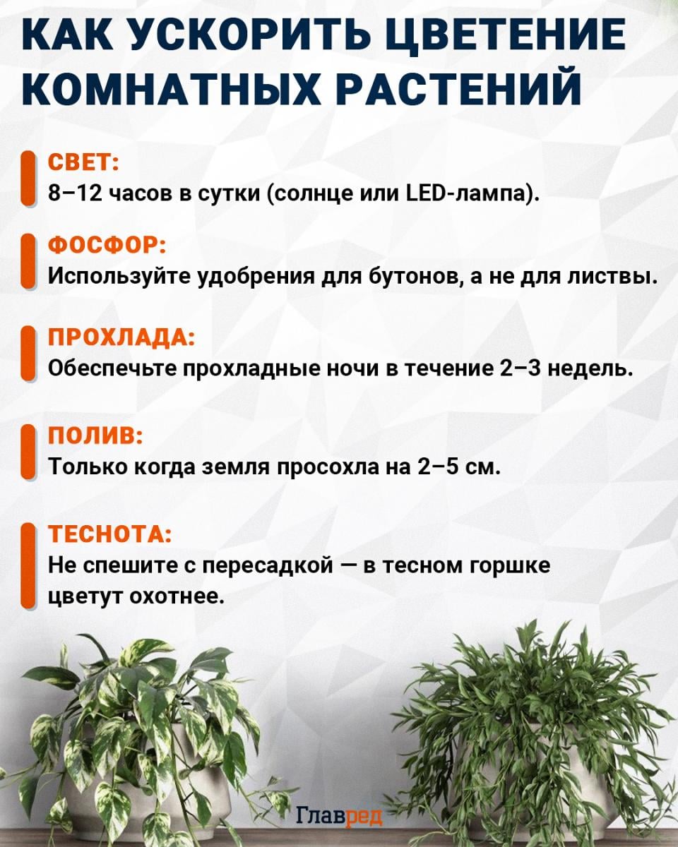 Как ускорить цветение комнатных растений