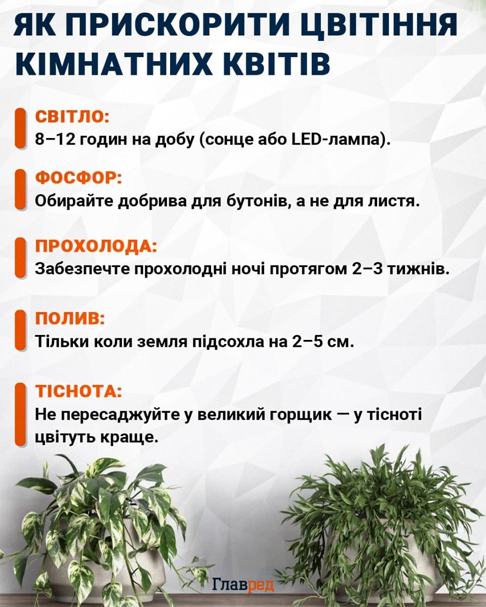 Як прискорити цвітіння кімнатних квітів?