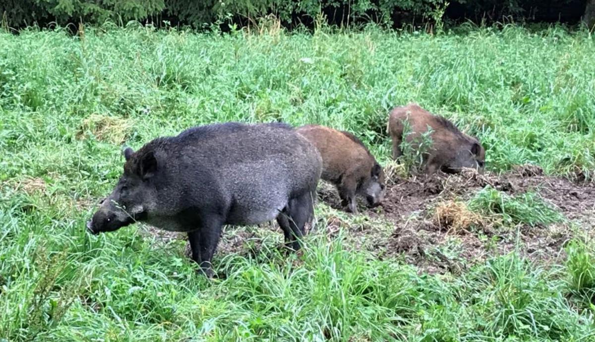 У 2025 році в Німеччині знищили 2927 диких кабанів