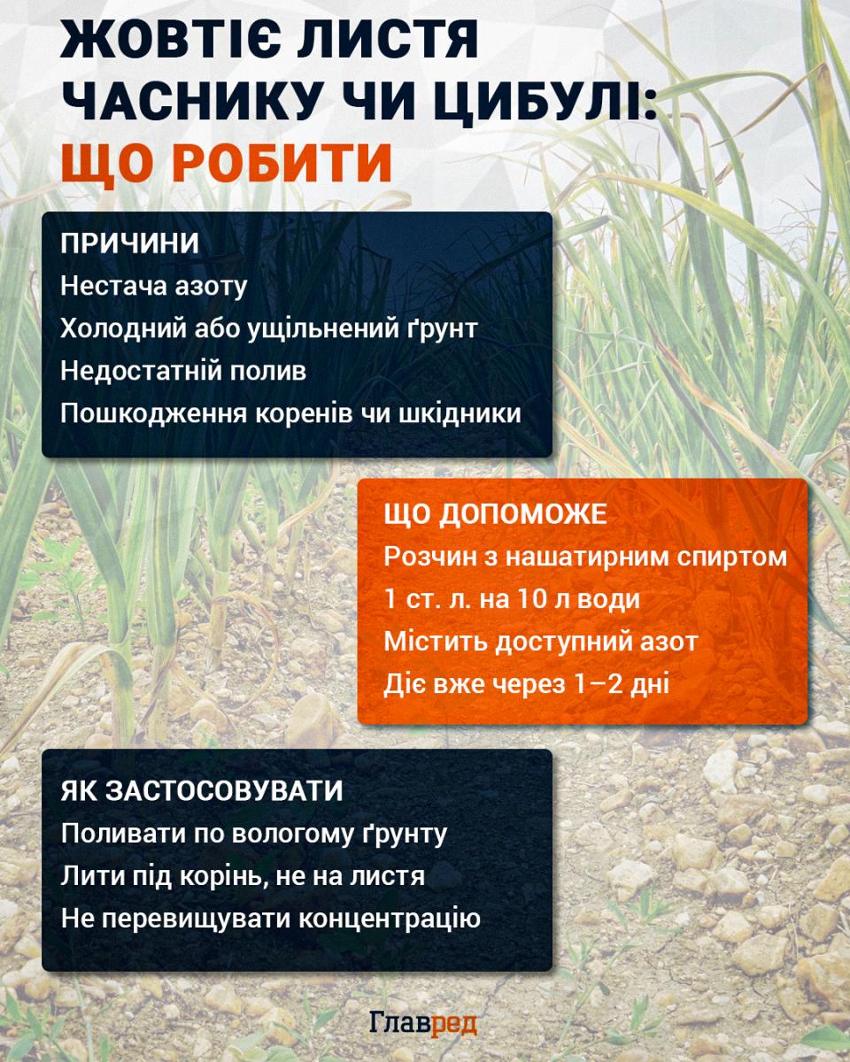 Жовтіє листя часнику чи цибулі: що робити