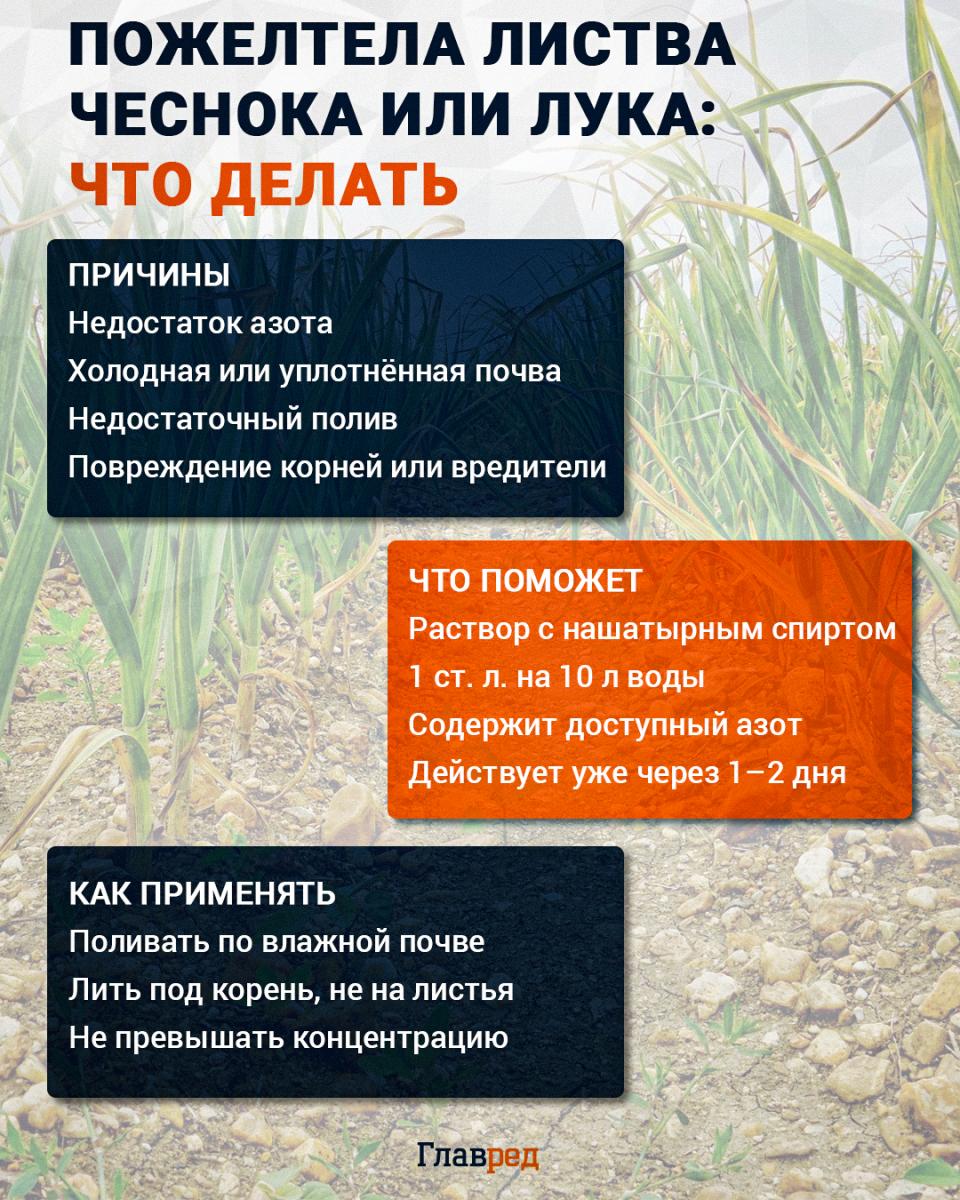 Пожелтела листва чеснока или лука: что делать
