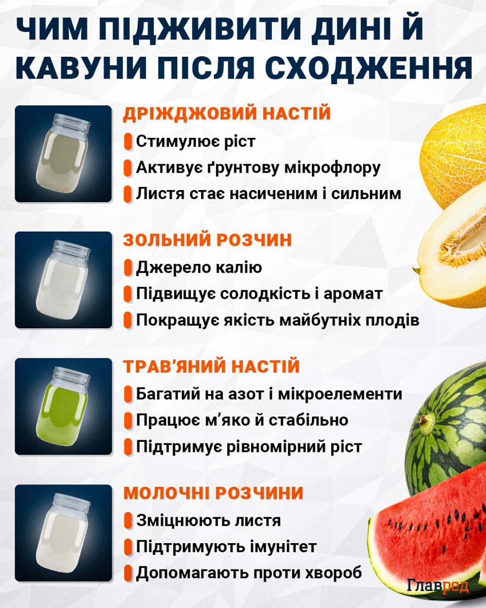 Чим підживити дині й кавуни після сходження Чим підживити дині й кавуни після сходження