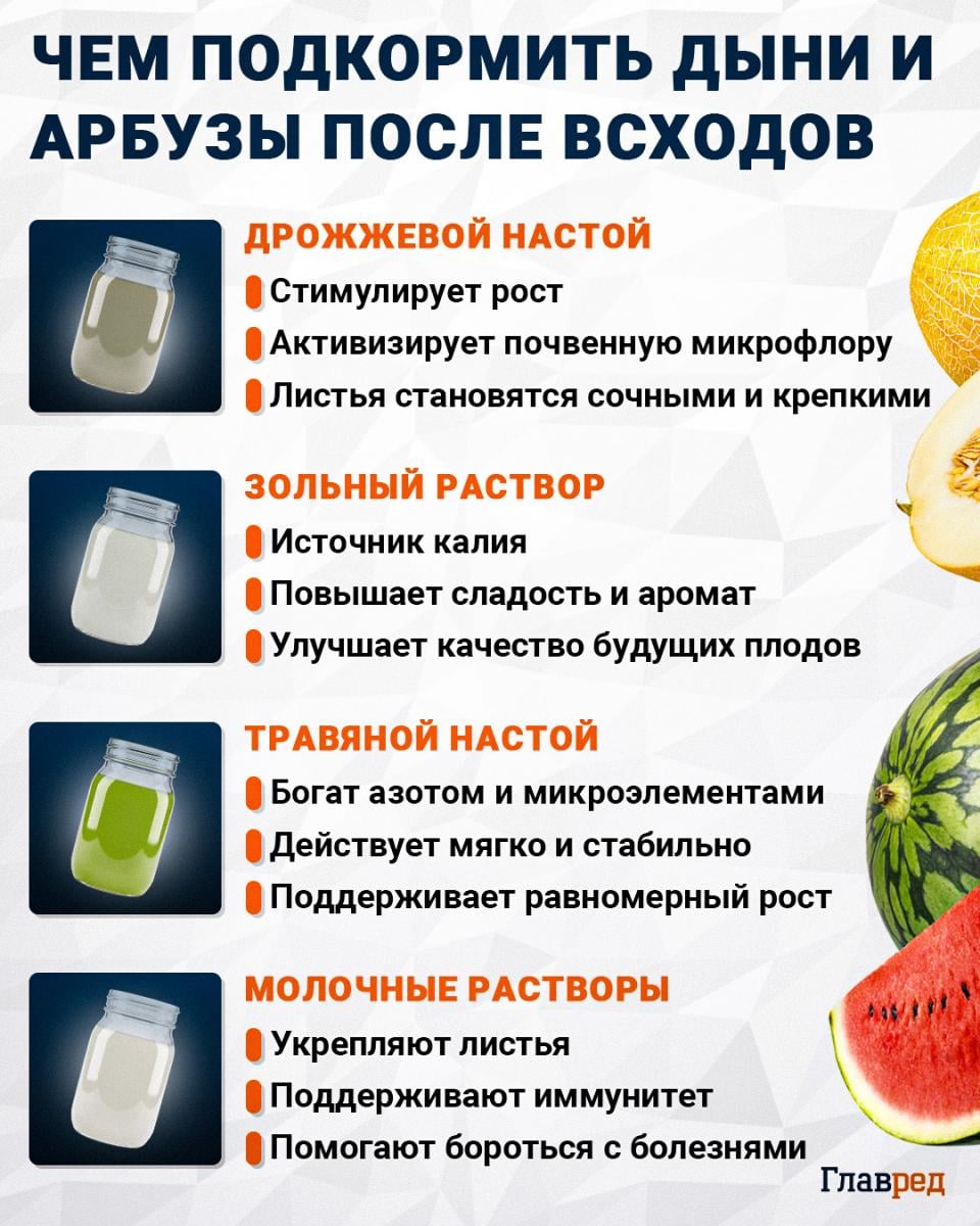 Чем подкормить дыни и арбузы после всходов