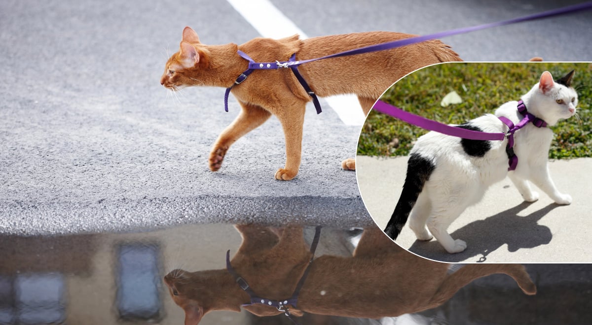 Чи можна вигулювати кішку на повідку: що про це кажуть експерти