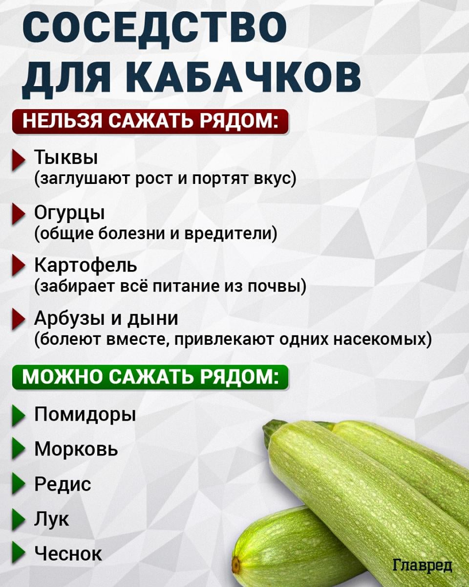 Соседство для кабачков Соседство для кабачков