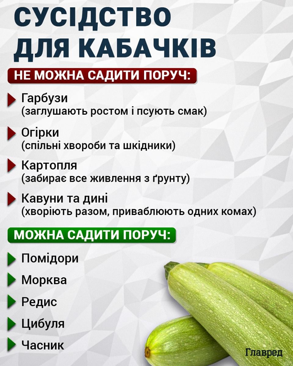 Сусідство для кабачків Сусідство для кабачків