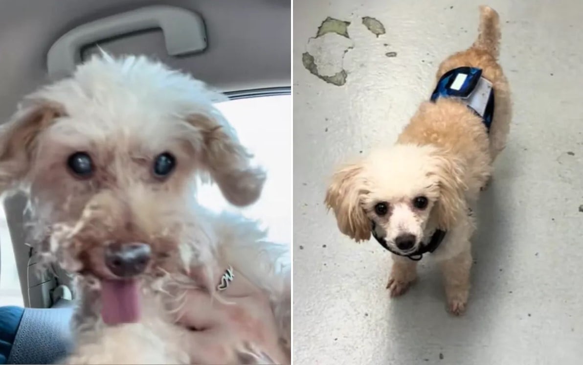 Алфи и Тайни (слева направо)