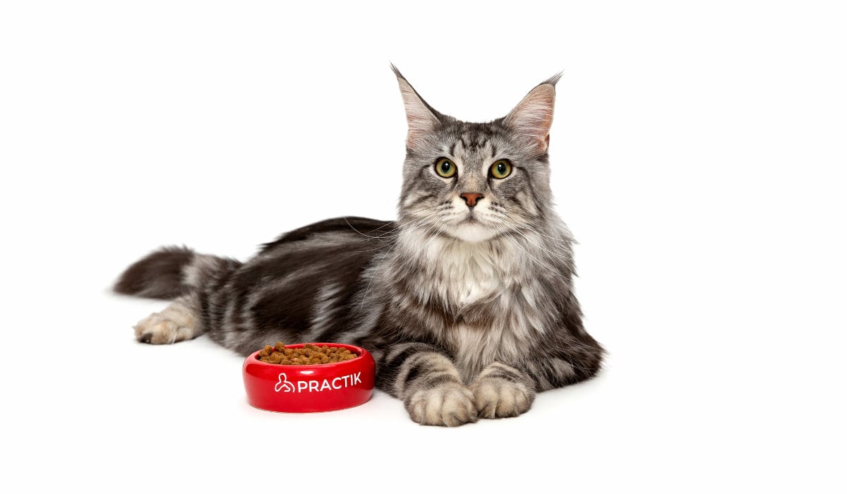 Як захистити собаку та кота від кліщів навесні: методи профілактики та зміцнення імунітету