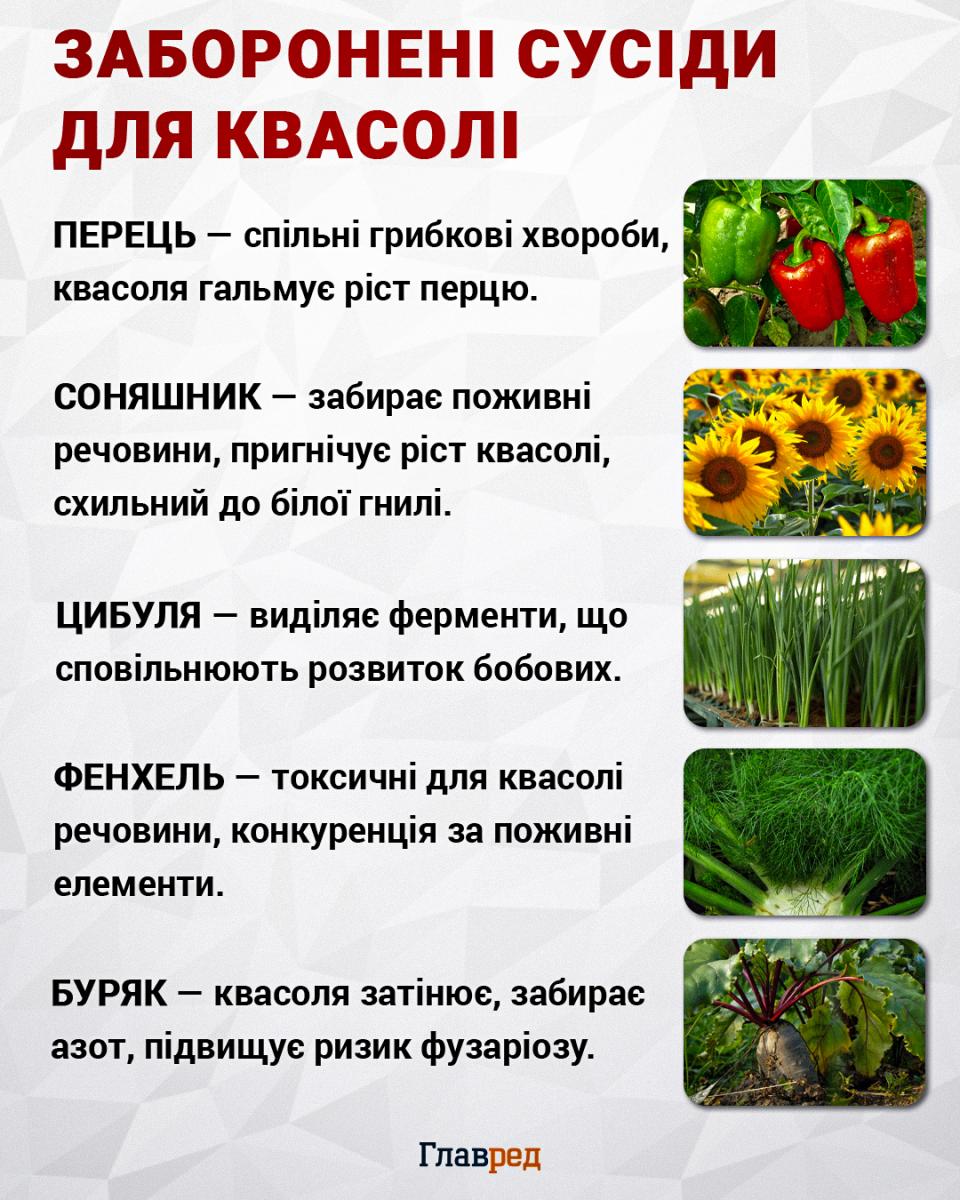 Заборонені сусіди для квасолі