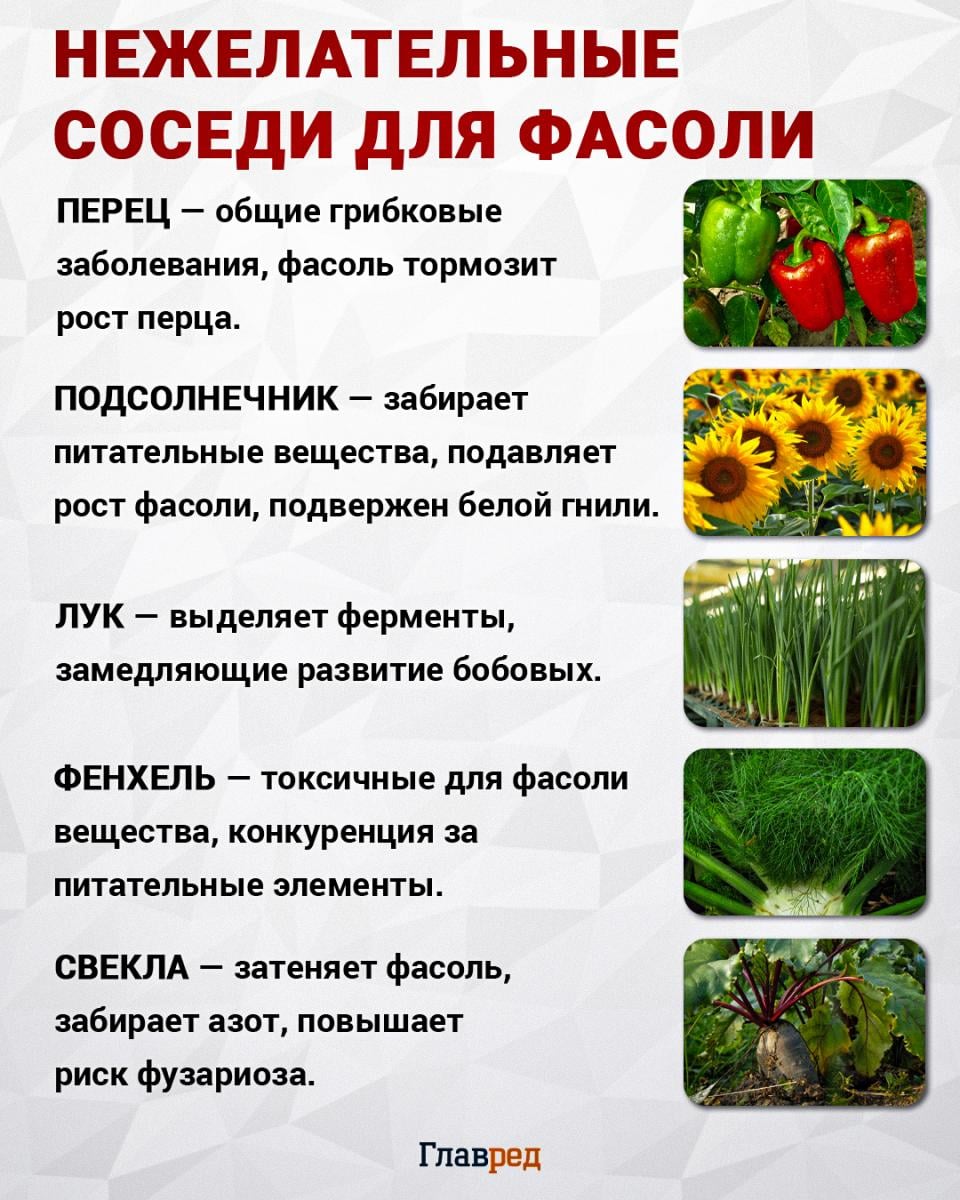 Нежелательные соседи для фасоли