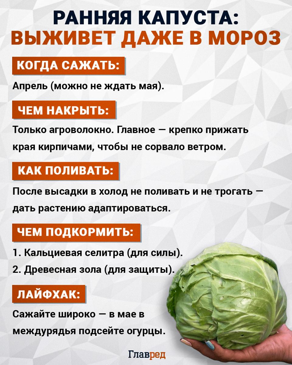 Когда сажать капусту